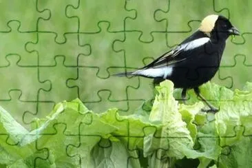 MARSU jigsaw puzzle