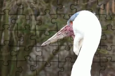 MARSU jigsaw puzzle