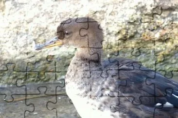 MARSU jigsaw puzzle