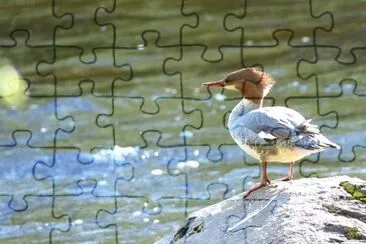 MARSU jigsaw puzzle