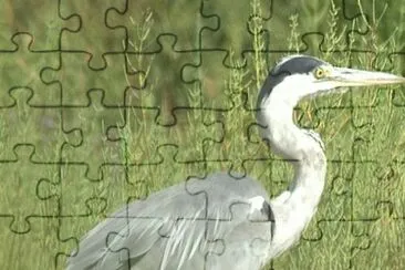 MARSU jigsaw puzzle