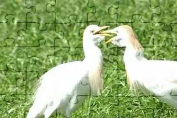 MARSU jigsaw puzzle