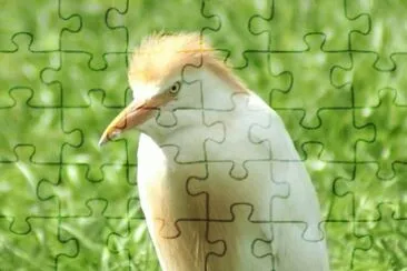 MARSU jigsaw puzzle