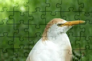 MARSU jigsaw puzzle