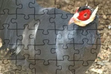 MARSU jigsaw puzzle