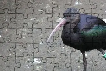 MARSU jigsaw puzzle