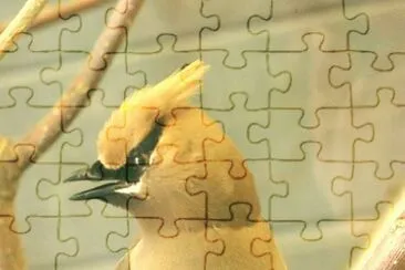 MARSU jigsaw puzzle