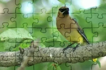 MARSU jigsaw puzzle