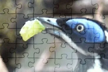 MARSU jigsaw puzzle