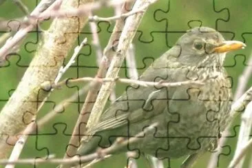MARSU jigsaw puzzle