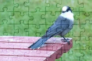 MARSU jigsaw puzzle