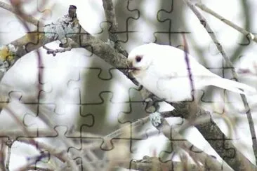 MARSU jigsaw puzzle