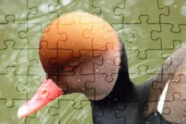 פאזל של MARSU