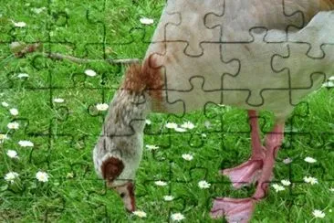 MARSU jigsaw puzzle