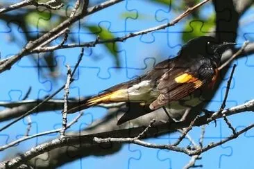 MARSU jigsaw puzzle
