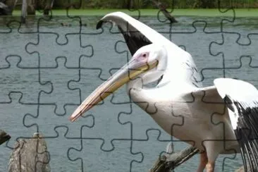 MARSU jigsaw puzzle