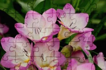freesia
