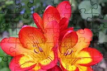 freesia jigsaw puzzle