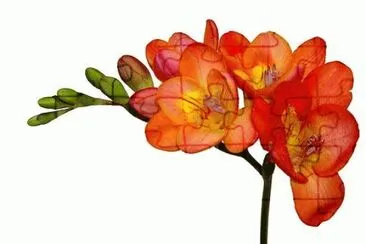 freesia jigsaw puzzle