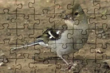 MARSU jigsaw puzzle