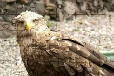 MARSU jigsaw puzzle