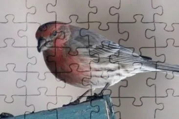 פאזל של MARSU
