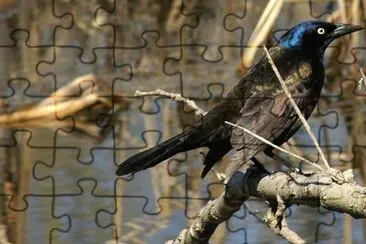 MARSU jigsaw puzzle