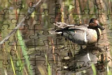 MARSU jigsaw puzzle