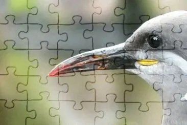 MARSU jigsaw puzzle