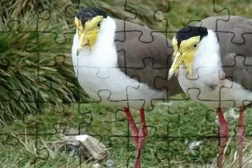 MARSU jigsaw puzzle