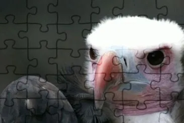 MARSU jigsaw puzzle