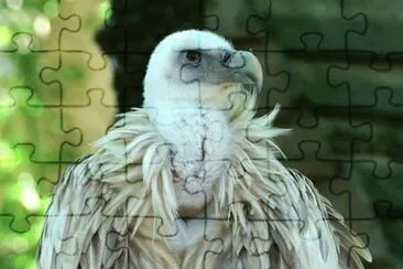 MARSU jigsaw puzzle