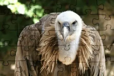 MARSU jigsaw puzzle