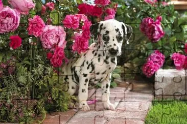 Dalmata