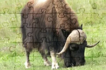 MARSU jigsaw puzzle