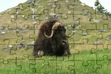 MARSU jigsaw puzzle