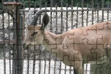 MARSU jigsaw puzzle