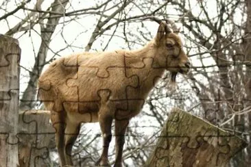 MARSU jigsaw puzzle