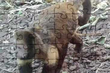 MARSU jigsaw puzzle