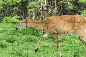 MARSU jigsaw puzzle