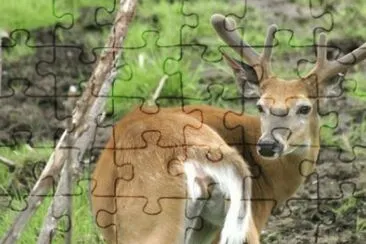 MARSU jigsaw puzzle