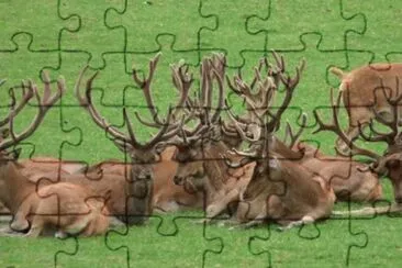 MARSU jigsaw puzzle