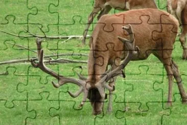 MARSU jigsaw puzzle