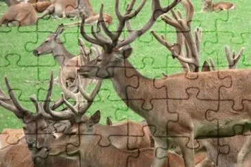 MARSU jigsaw puzzle