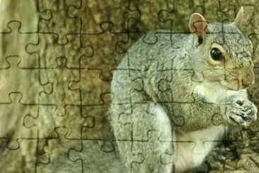 פאזל של MARSU