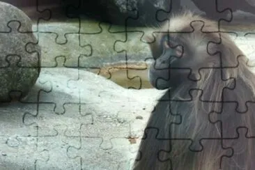 MARSU jigsaw puzzle