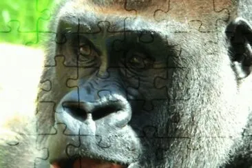 MARSU jigsaw puzzle