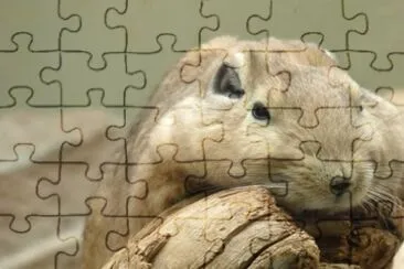 MARSU jigsaw puzzle