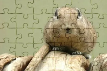 MARSU jigsaw puzzle