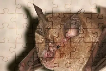MARSU jigsaw puzzle